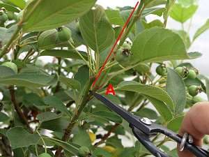 Zierapfelbonsai (Malus spec.) schneiden - Die störenden Langtriebe (Bild 3, rote Linie) können wir an der Stelle A schneiden ohne die Früchte entfernen zu müssen