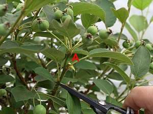 Zierapfelbonsai (Malus spec.) schneiden - Zusätzlich zu den Langtrieben werden einzelne Kurztriebe mit Früchte entfernt