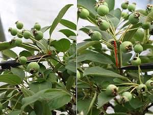 Zierapfelbonsai (Malus spec.) schneiden - Zusätzlich werden noch einzelne Früchte an den verbliebenen Kurztrieben entfernt