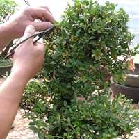 Taille le bonsaï d'azalée Satsuki (Rhododendron indicum)