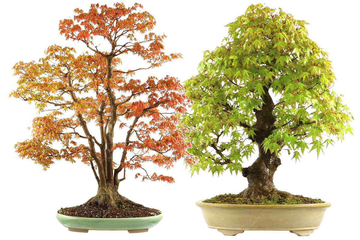 Cura dei bonsai di acero giapponese