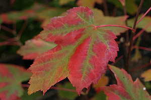 Arce de Manchuria (Acer ginnala) - coloración otoñal