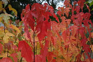 Feuerahorn (Acer ginnala) - Herbstfärbung