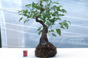 Prebonsai di acero dell'Amur (Acer ginnala)