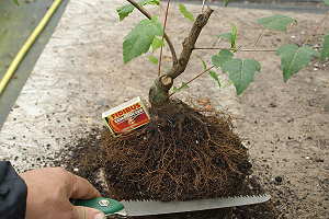 Bonsái de arce de Manchuria (Acer ginnala) - planta joven antes de trasplantar