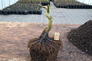 Amur maple bonsai (Acer ginnala) - 8 year old prebonsai