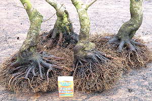 Feuerahornbonsai (Acer ginnala) - Prebonsai nach Wurzerkorrektur