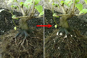 Feuerahornbonsai (Acer ginnala) - Wurzelkorrektur beim Umtopfen - Beispiel 2