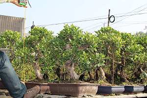 Fikus bonsai - Import - zdjęcia z Chin