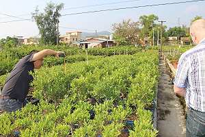 Bonsai di Ficus - Immagini dell'importazione dalla Cina