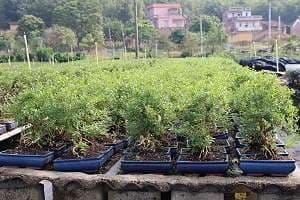 Bonsai di Serissa (Serissa foetida) - Offerta in un vivaio di bonsai in Cina