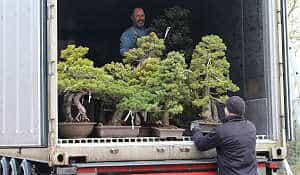 Pine bonsai (Pinus) Japan import - unloading an import container