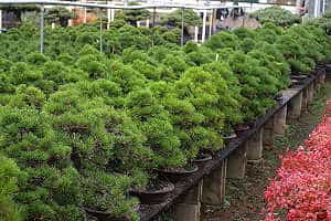 Kiefernbonsai (Pinus) Japanimport - Bestand in einer japanischen Bonsaigärtnerei
