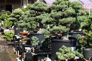 Kiefernbonsai (Pinus) Japanimport - Bestand in einer japanischen Bonsaigärtnerei