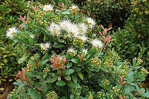 Kirschmyrthenbonsai (Syzygium): Blüten