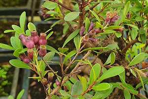 Kirschmyrthenbonsai (Syzygium): Früchte