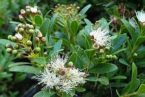 Brush cherry bonsai (Syzygium): buds