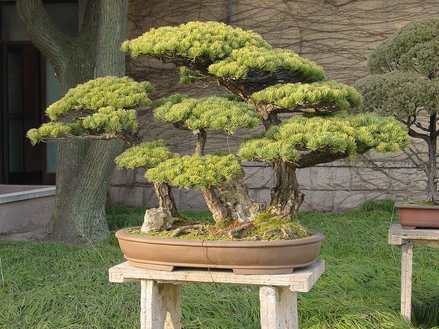 Wire Bonsai Tree in Clay Pot(UV) 