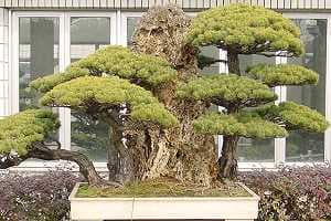 Bonsái de pino blanco (Pinus pentaphylla) en el jardín botánico de Shanghai: Estilo bosque con rocas