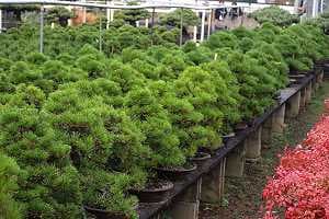 White pine bonsai - Import - Stock in a japanese export nursery