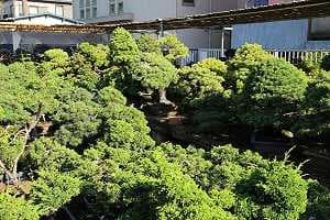 Importazione di bonsai di pino bianco giapponese - Stock in un vivaio di bonsai giapponese
