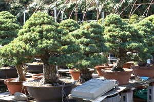 Importazione di bonsai di pino bianco giapponese - Stock in un vivaio di bonsai giapponese