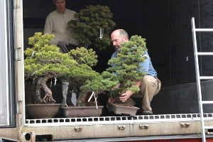 White pine bonsai - Import - Unloading a container