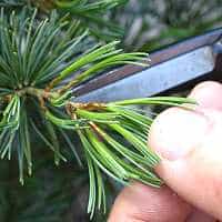 White pine bonsai pruning (Pinus pentaphylla)