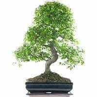 Acheter Bonsai Zelkova 16 ans - Un bonsaï résistant -  Be