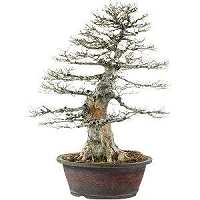 Trident maple bonsai (Acer buergerianum)