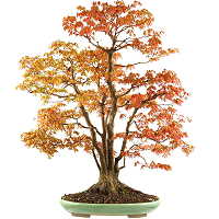 Klonu palmowego bonsai (Acer palmatum)