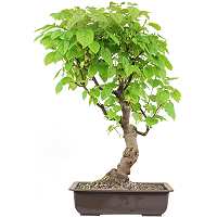 Amur maple bonsai