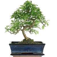 Prendre soin des bonsaïs en hiver - Gamm vert