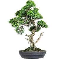 Kiryu, substrat japonais pour le rempotage des bonsai conifères