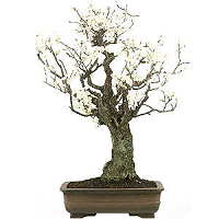 Duże bonsai (pasjans)