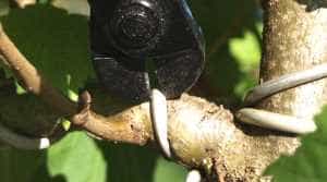 Retrait du fil d'un bonsaï tilleul: utilisation d'une pince à fil