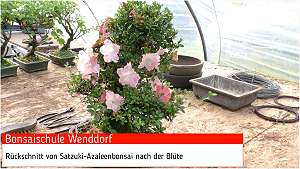 Video Satsuki azalea bonsai pruning (Rhododendron indicum)