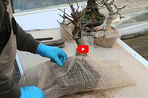 Video: Überwinterung von Bonsai durch Einsenken in den Gartenboden