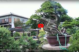 Video: Bonsaiimport aus Japan