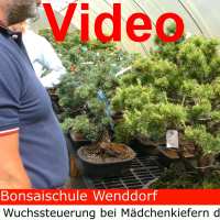 Pincer le bonsaï de pin blanc (Pinus pentaphylla) - Vidéo