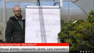 Video Bonsai drahten - Japanische Lärche (Larix kaempferi)