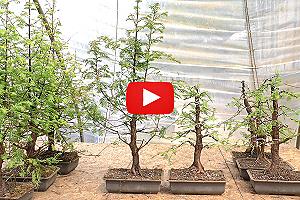 Video: Redwood bonsai - Styling of prebonsai