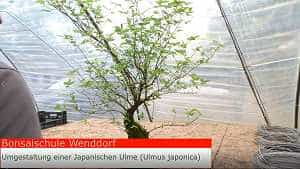 Video: Pruning and repotting elm bonsai (Ulmus japonica)