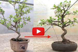 Video: Apple tree bonsai - Styling and repotting