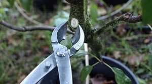 Pince concave pour bonsaïs - vue en coupe transversale