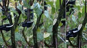 Cortador de bonáai cóncavo: Corta siempre a lo largo de la rama o el tronco. Se lesionan menos tractos de savia y los cortes cicatrizan mejor