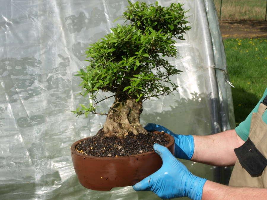 Repot a japanese Satsuki azalea bonsai (Rhododendron indicum) - Ready-potted Satsuki Azalea