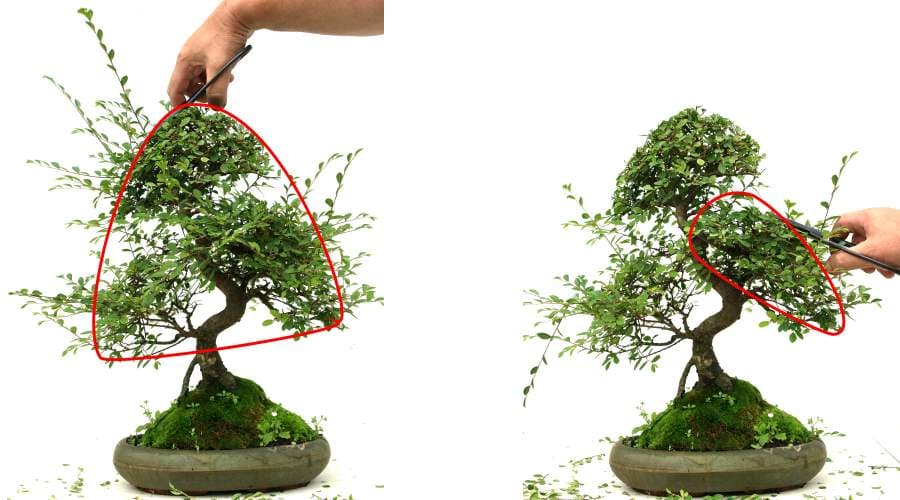 Come potare i bonsai, tutti i segreti - Villegiardini