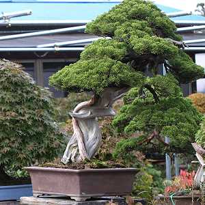 Bonsai di ginepro (Juniperus chinensis) in un vivaio di bonsai giapponese