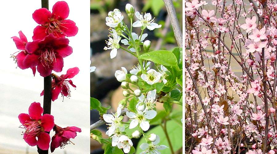 Blühende Bonsai Prunus mume (Japanische Aprikose), Prunus mahaleb (Steinweichsel) und Prunus cerasifera Nigra (Blut-Kirschpflaume)